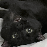 AznPwnage